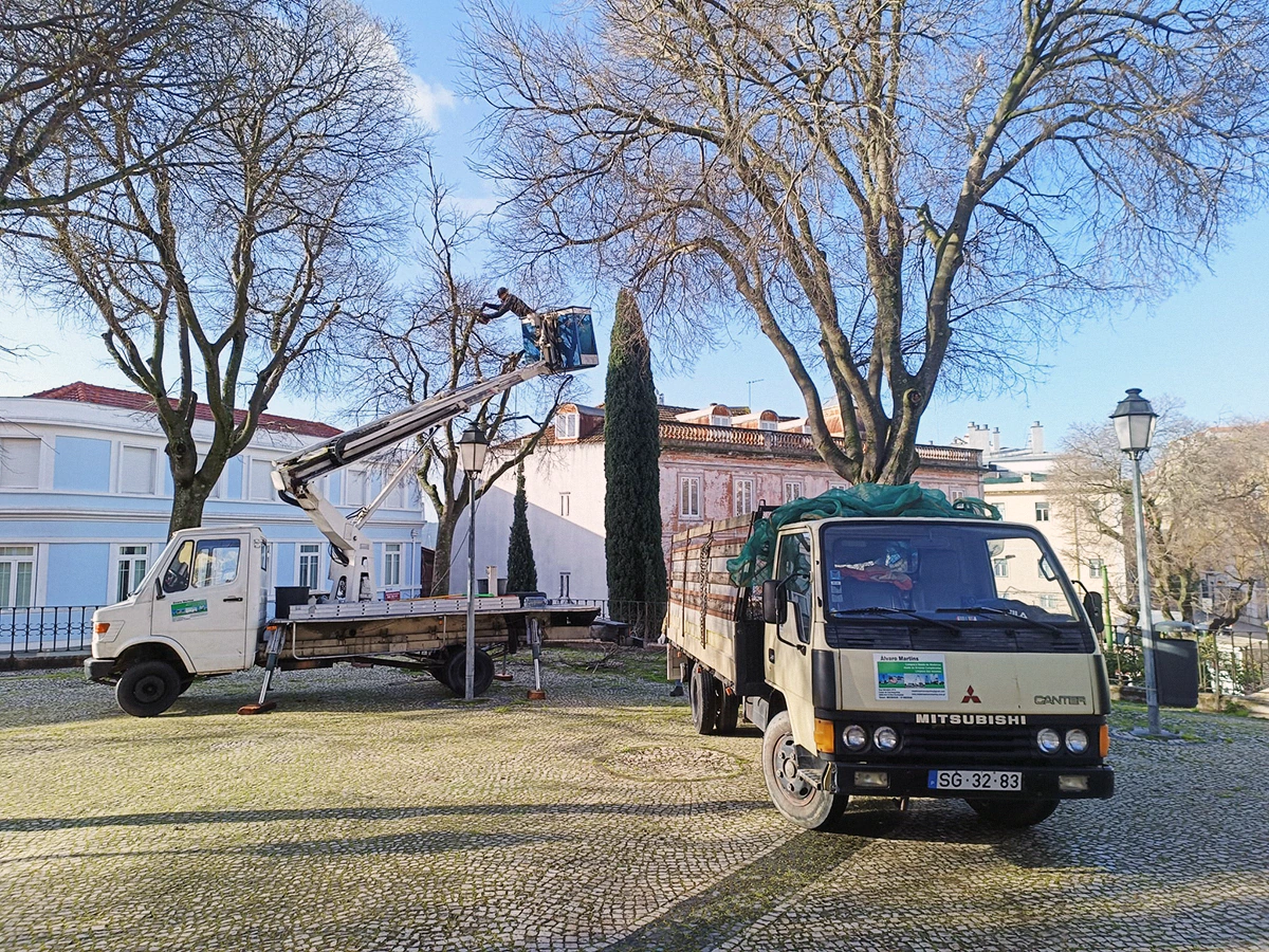 Corte e Abate de Árvores Corte e Abate de Árvores